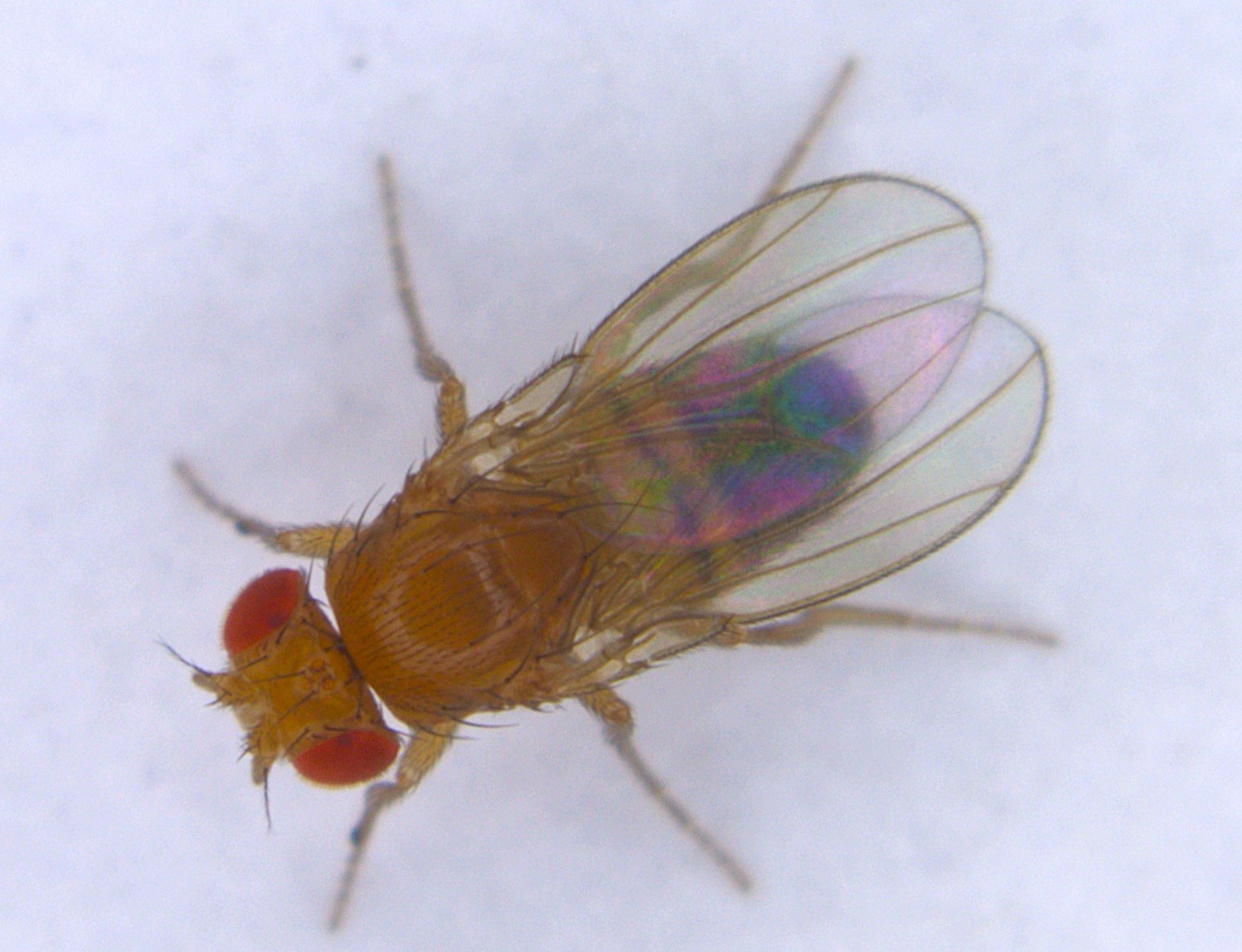 a white antenna with many small balls